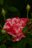 Rosa gallica 'Versicolor' RCP6-06 a 188 syn 'Rosa Mundi'.jpg